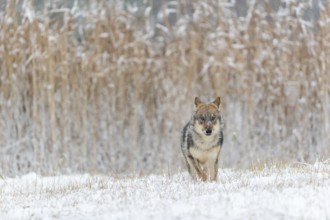 One young male eurasian gray wolf (Canis lupus lupus) running over a snow covered meadow during