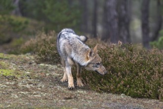 One young male eurasian gray wolf (Canis lupus lupus) running thru a forest with rocks and heather.