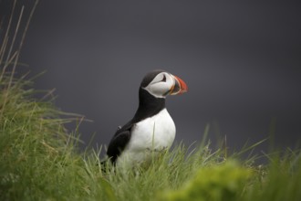 Atlantic Puffin, Common Puffin. Fratercula arctica, at the cliffs of Latrabjarg, Iceland, Europe