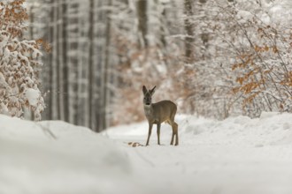 One young male Roe Deer, Roe buck (Capreolus capreolus), walking through a forest in deep snow.