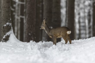 One young male Roe Deer, Roe buck (Capreolus capreolus), walking through a forest in deep snow.