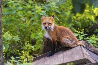 One adult red fox, Vulpes vulpes, sitting on a covered log pile at a forest edge