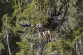 One Red kite, Milvus milvus, sitting on a dead tree in early morning light and green forest in the