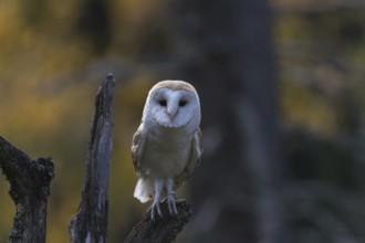 One barn owl (Tyto alba) sitting on top of a tree stump.Trees in autumnal colors in the distant