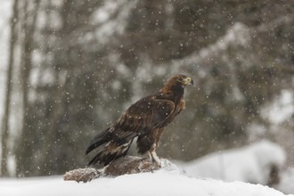 One golden eagle (Aquila chrysaetos) sitting on a carcass of a red fox on a snowy meadow during