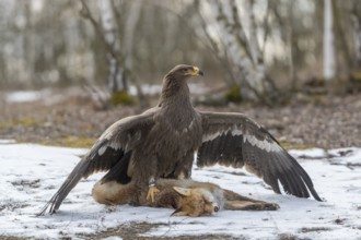 One steppe eagle, Aquila nipalensis, feeding on a carcass of a red fox. Trees in the background