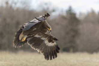 One steppe eagle, Aquila nipalensis, flying over a meadow. Trees in the background