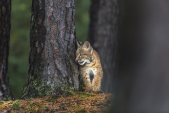 One young Eurasian lynx, (Lynx lynx), walking thru a forest. Green vegetation around him