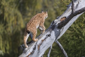 One Eurasian lynx, (Lynx lynx), walking up on a fallen tree. View from behind with green vegetation