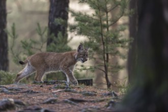 One young Eurasian lynx, (Lynx lynx), standing in a forest. Green vegetation around him