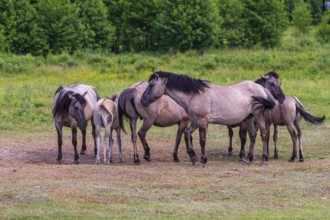 A herd of tarpans (Equus ferus) stands in a clearing in the Masuria tarpan horse reserve, belonging