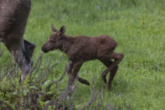 Moose (Alces alces) 10 days old calf with trees and green grass around