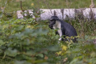 One adult Diana monkey (Cercopithecus diana) sitting in the green undergrowth at a forest edge and