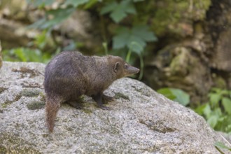 One Common cusimanse, Crossarchus obscurus, standing on a rock. Some green vegetation in the