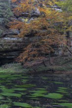 Flowing water with ferns and rocks in the Edmunds Gorge in autumn. River Kamnitz, Hrensko, Ustecky