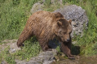 One adult Eurasian brown bear (Ursus arctos arctos) crossing a shallow creek flowing over a rock