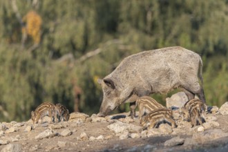 One adult and some piglet wild boar or wild pig (Sus scrofa) walking over an opening with a green