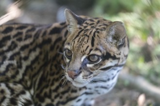 One Ozelot, Leopardus pardalis, frontal portrait with green vegetation in the background