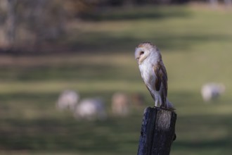 One barn owl (Tyto alba) sitting on a fence post in late evening light. A cattle pasture with some