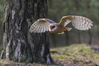 One barn owl (Tyto alba) flying thru an open forest. Green vegetation in the background