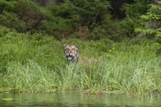 One young female Siberian Tiger, Panthera tigris altaica, standing in the reed grass ashore a pond