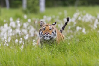 One young female Siberian Tiger, Panthera tigris altaica, running thru tall fresh cottongrass.