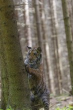 One young female Siberian Tiger, Panthera tigris altaica, climbing up a spruce tree in a forest