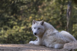 One Arctic wolf (Canis lupus arctos) lying on the forest floor. Green vegetation in the background