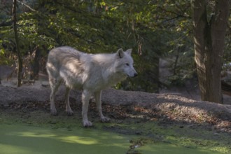 One Arctic wolf (Canis lupus arctos) standing in a small forest opening with a little pond covered