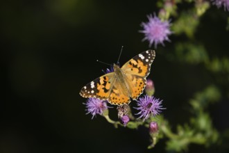 Painted lady (Vanessa cardui), butterfly, resting on a thistle plant, basking in the early morning