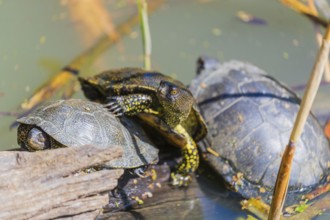 Three European pond turtle (Emys orbicularis), rest on a log lying in a pond