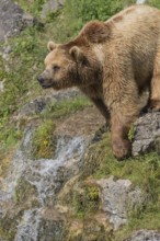 One eurasian brown bear (Ursus arctos arctos) standing at a little water cascade and between rocks