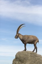 One adult ibex (Capra ibex) standing on a rock like a statue with blue sky behind him on 2500 m sea