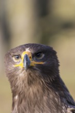 Portrait of Aquila nipalensis, steppe eagle, in late light with green background