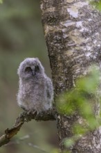 One young long-eared owl (Asio otus), sitting on a branch of a tree. Green vegetation in the