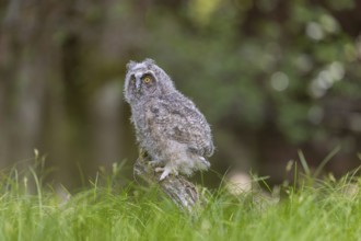 One young long-eared owl (Asio otus), sitting on a branch of a tree. Green vegetation in the