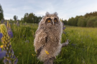 One young long-eared owl (Asio otus), sitting on a branch that is lying in a field of flowering