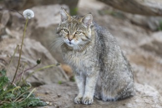 One European wildcat, Felis silvestris silvestris, sitting on a rock. Big branch in the background