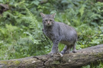 One young european wildcat, Felis silvestris silvestris, standing on a branch of a dead tree. Green