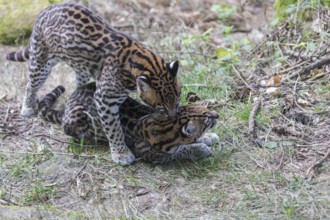 Ocelot couple, Leopardus pardalis, mating on a dry meadow with some green vegetation