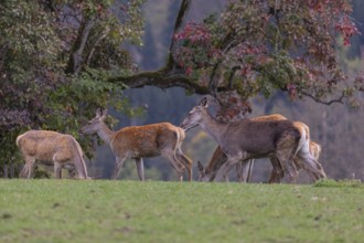 A herd of red deer doe (Cervus elaphus) standing on a meadow, with autumnal trees behind them