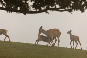 One red deer doe (Cervus elaphus) standing on a meadow suckling her fawn. Dense fog in the