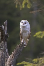 One barn owl (Tyto alba) sitting on top of a tree stump. A green forest in the distant background