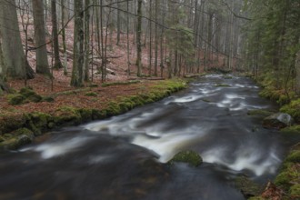 Kleine Ohe creek below Waldhaeuser village in the Bavarian Forest Nationalpark. Flowing water and