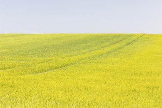 Field of wheat crop with blue sky