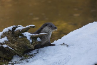 One Eurasian otter (Lutra lutra), resting on a snow covered fallen tree lying in a frozen river