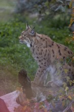 One Eurasian lynx, (Lynx lynx), sitting on a log, framed by fall foliage