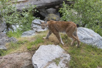 One Eurasian lynx, (Lynx lynx), walking between rocks and some green vegetation. Sideview