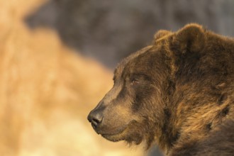 One Kamchatka brown bear (Ursus arctos piscator), portrait in sweet early morning light with a