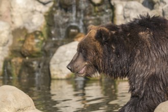 One Kamchatka brown bear (Ursus arctos piscator), standing in a pond with a small cascade in the